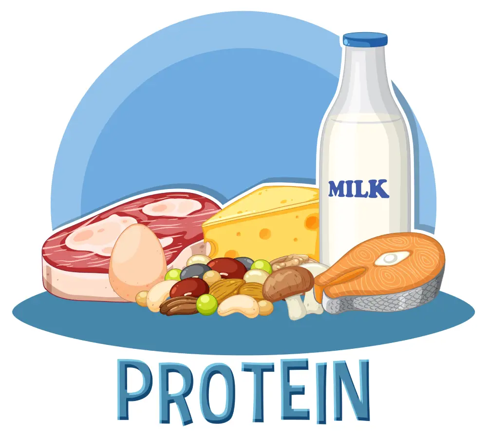 protein foods