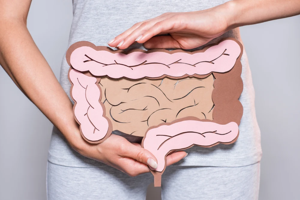 digestive system